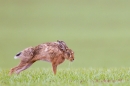 Brown Hare on the stretch. May. '15.
