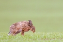 Brown Hare on the loo. May. '15.