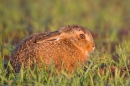 Leveret in evening sun 1. May. '15.