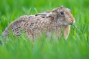 Brown Hare in crop,feeding. May. '15.