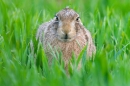 Brown Hare in crop,head on. May. '15.