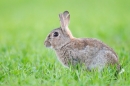Rabbit. May. '15.