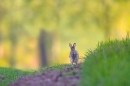 Rabbit running along field edge. May. '15.