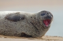 Common Seal yawn. Sept. '16.
