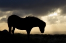 Exmoor Pony silhouette 2. Oct. '16.