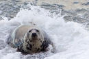 Grey Seal cow in the surf. Nov '17.
