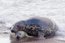 Grey Seal mum holding pup. Nov '17.