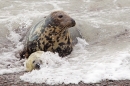 Grey Seal mum sheltering pup. Nov '17.