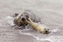 Grey Seal mum hauls pup back to beach. Nov '17.