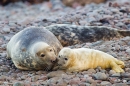 Grey Seal mum and pup. Nov '17.