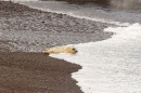 Grey Seal pup at tideline. Nov '17.