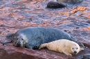 Grey Seal mum and pup by reflected red sea. Nov '17.