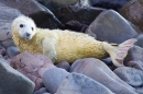 Grey Seal pup on the rocks 2. Nov '17.
