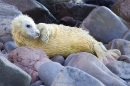 Grey Seal pup on the rocks 1. Nov '17.