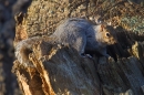 Grey Squirrel at tree hole 5. Dec '17.