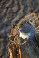 Grey Squirrel at tree hole 1. Dec '17.