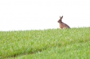 Brown Hare on ridge. Apr '18.