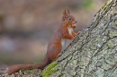 Red Squirrel at base of larch tree with nut 3. Mar '19.
