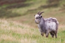 Young wild Cheviot billy Goat 2. Sept. '19.