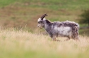 Young wild Cheviot billy Goat 1. Sept. '19.