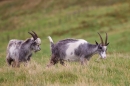 2 Wild Cheviot Goats 2. Sept. '19.