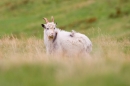 Wild Cheviot Goat in grasses 1. Sept. '19.