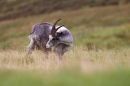 Wild Cheviot Goat grooming. Sept. '19.