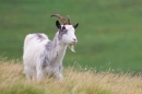 Wild Cheviot Goat on hillside. Sept. '19.