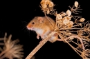 Harvest Mouse on hogweed seedheads. Oct. '19.