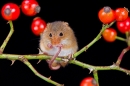 Harvest Mouse grooming amid rosehips. Oct. '19.