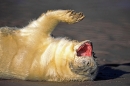 Grey Seal pup.