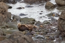 Grey Seal cow on rocky beach 2. Nov '19.