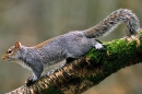Grey Squirrel on birch.