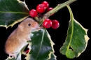 Harvest Mouse on holly 2. Nov '19.