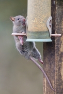 Rat on seed feeder 1. Apr. '20.