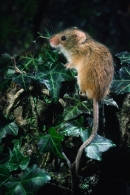 Harvest Mouse on ivy covered stump.