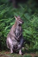 Red Necked Wallaby.