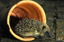 Young Hedgehog in pot.