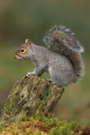 Grey Squirrel on stump,in moss.