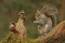 Grey Squirrel,sat eating nut.