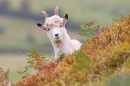 Wild Goat youngster 1. Sept. '20.