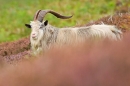 The Boss wild goat in heather 1. Sept. '20.