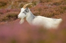Female wild goat in heather 1. Sept. '20.