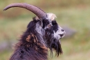 Dark male wild goat portrait. Sept. '20.