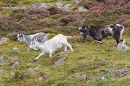 Dark male wild goat chasing after female with kid. Sept. '20.