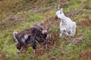 Dark male wild goat scentng and chasing female. Sept. '20.