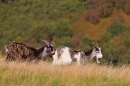 Wild goats Trip 2. Sept. '20.