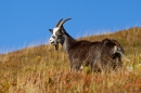 Dark wild goat T2. Sept. '20.