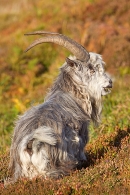 Wild billy goat 4 T2. Sept. '20.