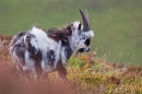 Wild goat youngster. T3. Oct. '20.
